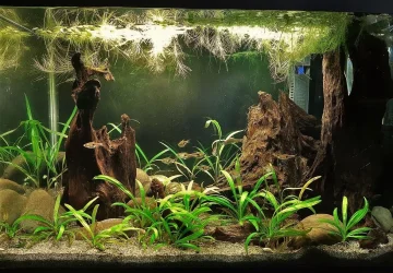 20g May 25 2020.webp