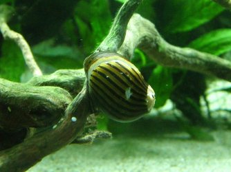 Zebra nerite April 2016.JPG Zebra nerite April 2016.JPG