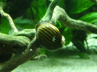 Zebra nerite April 2016.JPG Zebra nerite April 2016.JPG