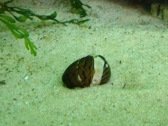 Zebra nerite October 2018 1.jpg Zebra nerite October 2018 1.jpg