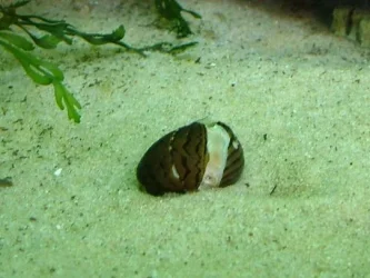 Zebra nerite October 2018 1.jpg Zebra nerite October 2018 1.jpg
