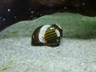 Zebra nerite October 2018 2.jpg Zebra nerite October 2018 2.jpg