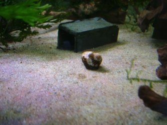 Zebra nerite May 2020 2.JPG