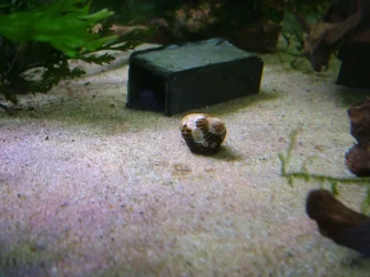 Zebra nerite May 2020 2.webp Zebra nerite May 2020 2.webp