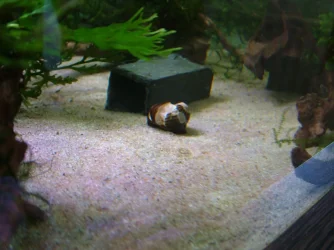 Zebra nerite May 2020 3.webp Zebra nerite May 2020 3.webp