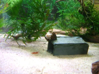 Zebra nerite May 2020 4.webp Zebra nerite May 2020 4.webp