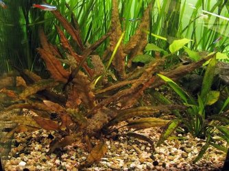 Cryptocoryne wendtii red.jpg