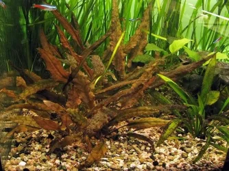 Cryptocoryne wendtii red.webp