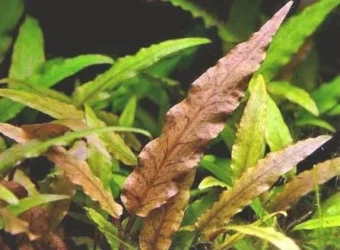 Cryptocoryne undulata2.webp