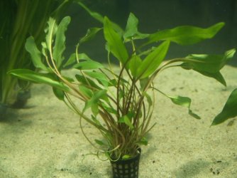 Cryptocoryne walkeri 'lutea'.jpg