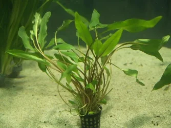 Cryptocoryne walkeri 'lutea'.webp