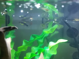 Guppies 1.webp
