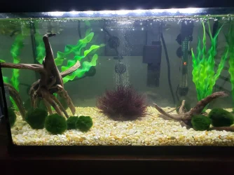 Whole Tank.webp
