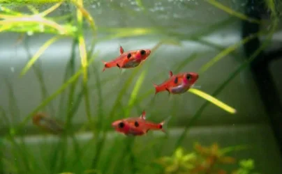 Boraras maculatus2.webp