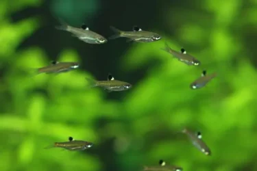Brevibora dorsiocellata2.webp
