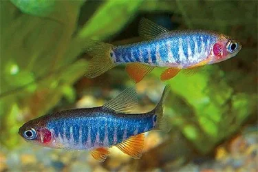 Danio [Microrasbora] erythromicron2.webp