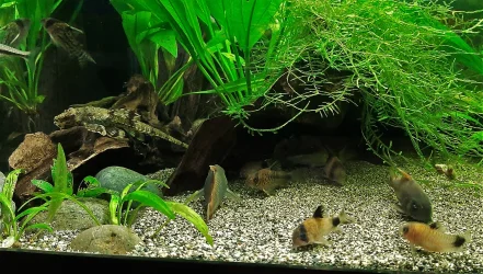 40g June 8 2020 (2).webp