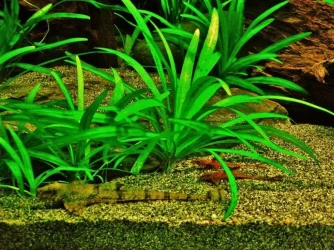 Whiptails (5).webp
