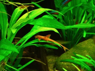 Red Whiptail.webp