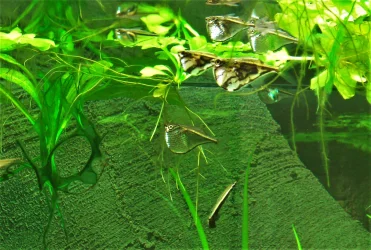 C. marthae, C. myersi & C. strigata.webp