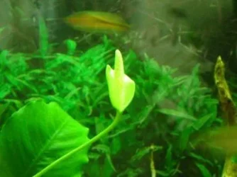 anubias flower.webp