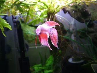 White & pink betta.webp
