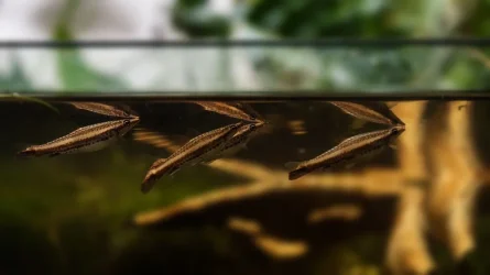 Nannostomus eques shoal 2.webp