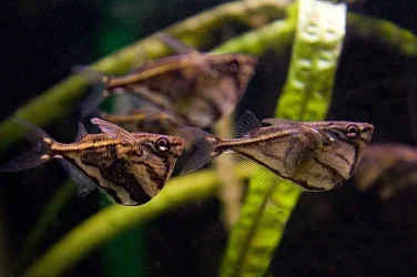 Carnegiella strigata 2 forms.webp