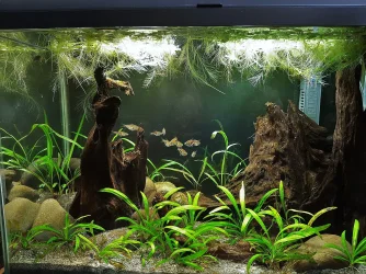 20g May 23 2020.webp