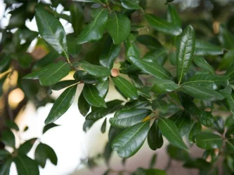 live-oak-leaf-detail-treeland-nursery.webp
