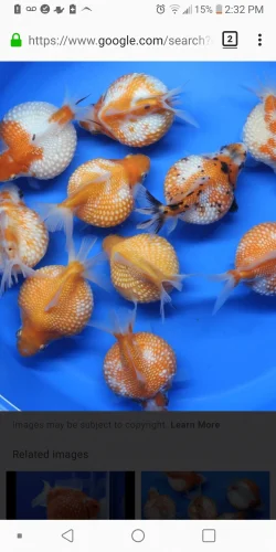 Screenshot_20200618-143204.webp