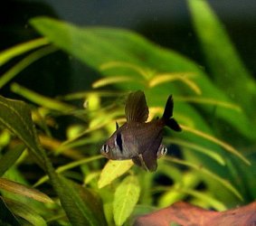 Hyphessobrycon megalopteris male.jpg