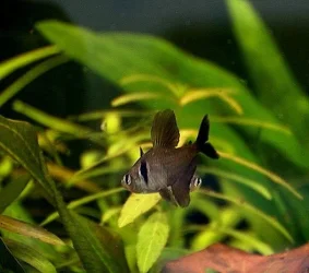 Hyphessobrycon megalopteris male.webp