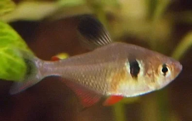 Hyphessobrycon megalopterus female.webp