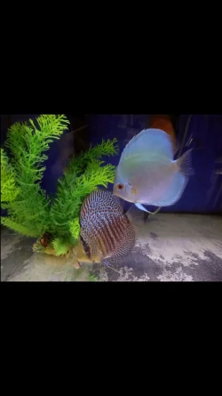 Screenshot_2020-06-21-20-22-45-80.webp