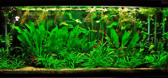115g July 19-12.webp