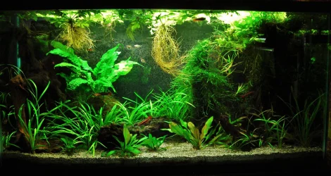 33g June 6-12.webp