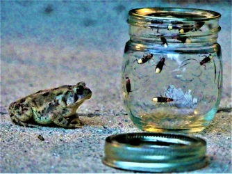 Toad (2).webp