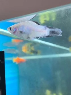 Neon blue platy.webp