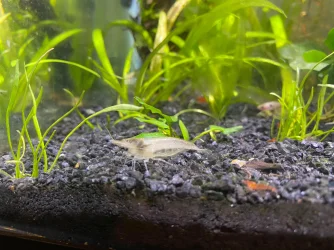 Shrimp1.webp