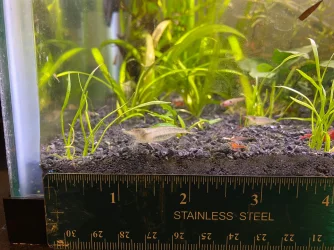 Shrimp2.webp