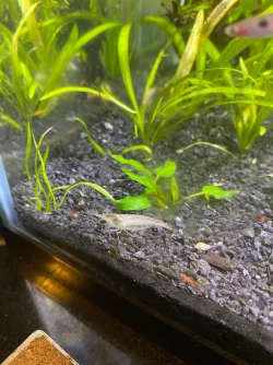Shrimp3.webp