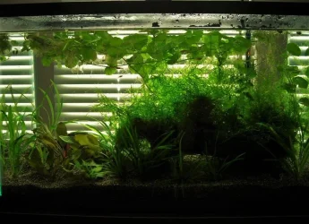 10g July 1-10.webp