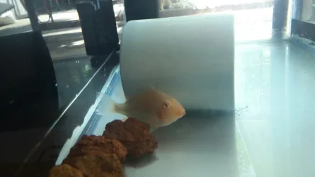 albino heck.webp