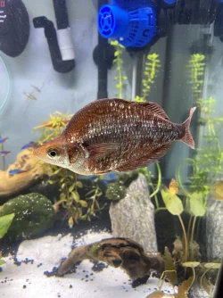 redirianfish.webp