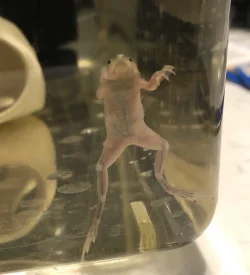 frog3.webp