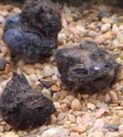 aquarium bulbs.jpg aquarium bulbs.jpg