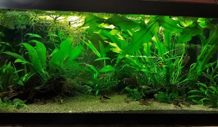 40g May 23 2020 (1).webp