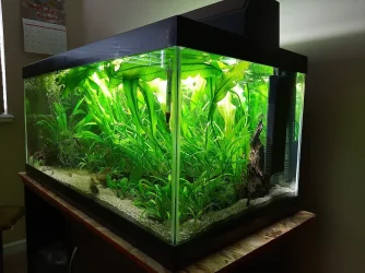 40g corner view May 2020.webp