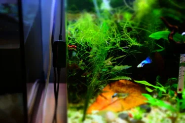 DSCF0863.webp